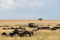 Maasai Mara Game Drive