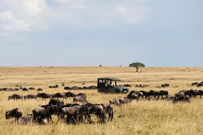 Maasai Mara Game Drive