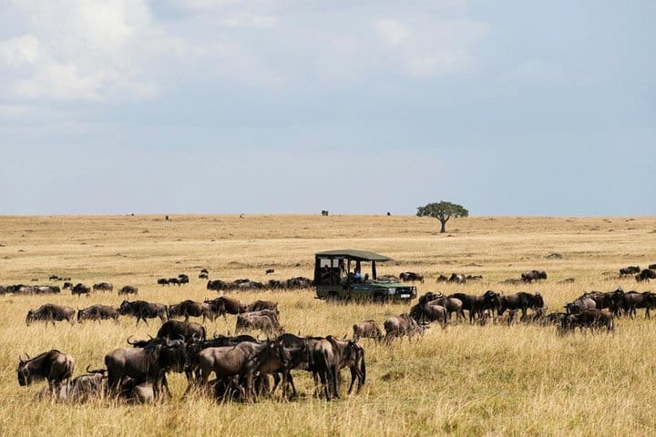Maasai Mara Game Drive