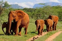 Amboseli safari