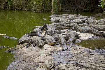 Crocodile Park Entrance Tickets in Dubai, United Arab Emirates