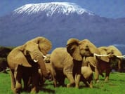 3 Day Amboseli Safari 1
