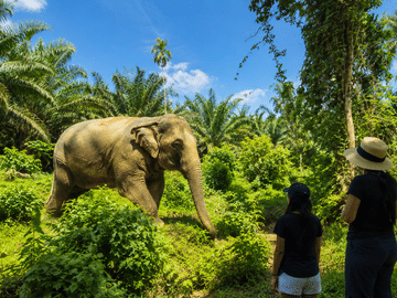 2-Hours Eco Guide Walking Tour in Khao Lak Elephant Sanctuary