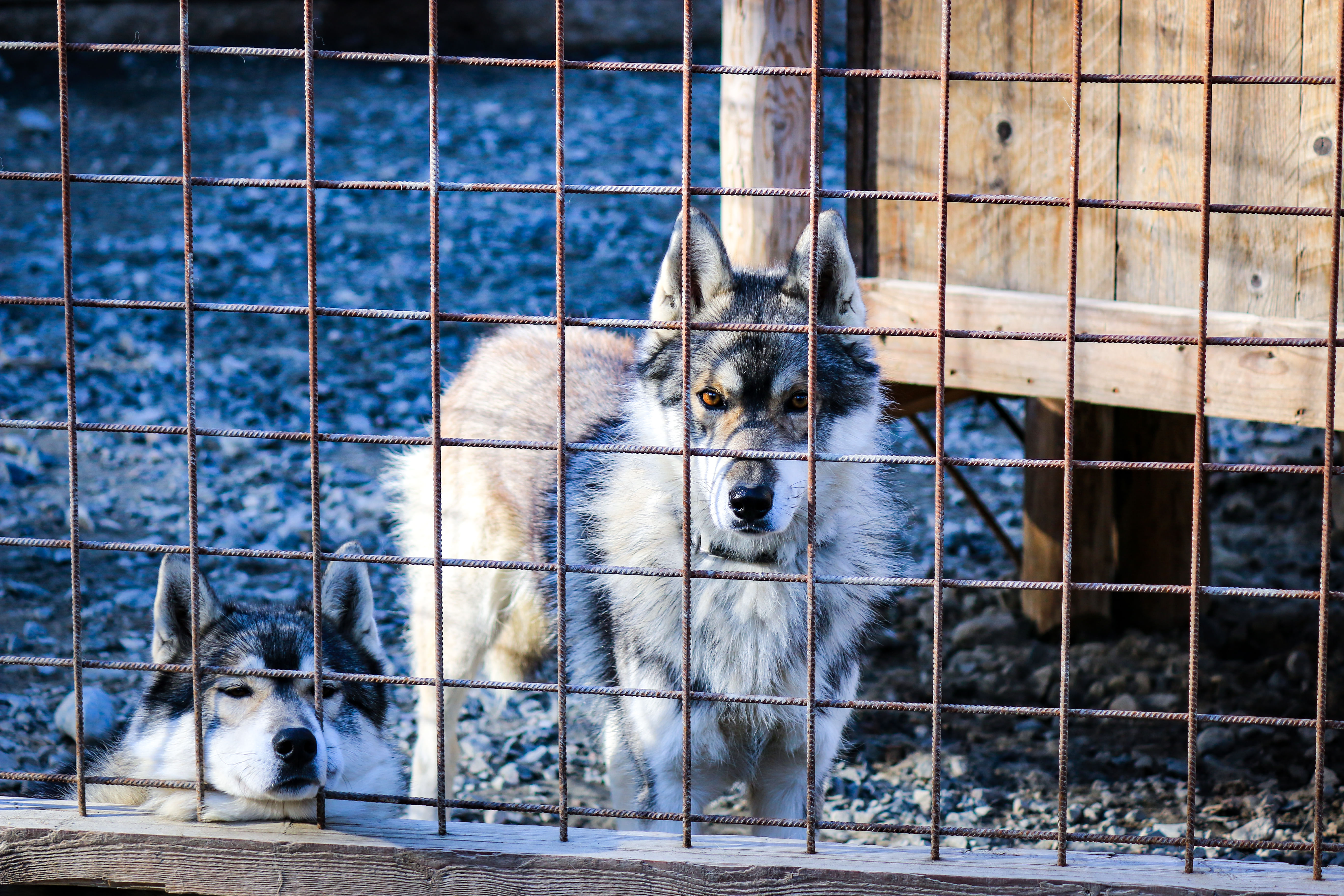 Reindeer & Husky Summer Experience