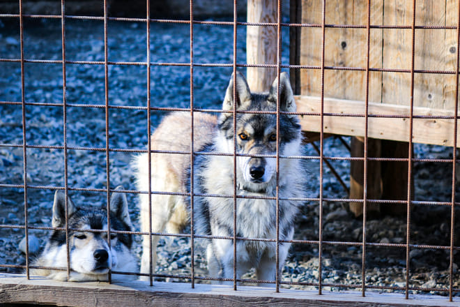 Reindeer & Husky Summer Experience