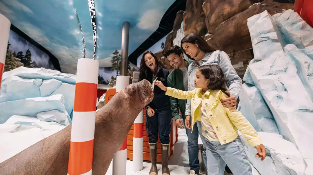 A young girl offering food to a walrus while her family and an animal trainer watch in an arctic-themed habitat at SeaWorld Abu Dhabi.