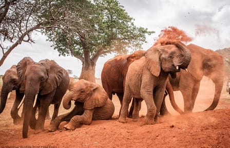 David Sheldrick Elephant Orphanage Daily Tour