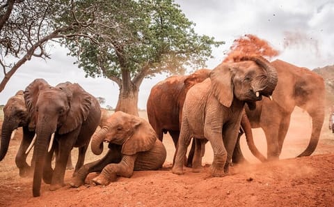 Daily Tour of David Sheldrick Elephant Orphanage in Nairobi