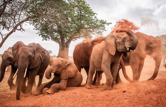 David Sheldrick Elephant Orphanage Daily Tour