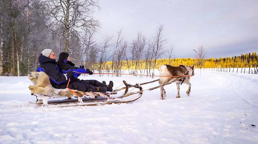 Reindeer Safari in Rovaniemi