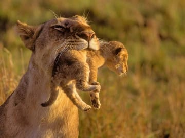 See Big 5 Masai Mara National Reser