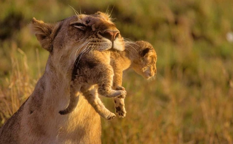5-Day Budget Tented Camping Safari in Masai Mara, Kenya
