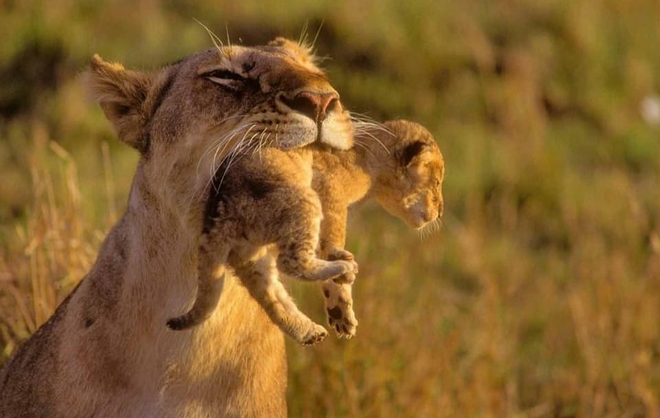 5Days Masai Mara Budget Tented Camping Safari