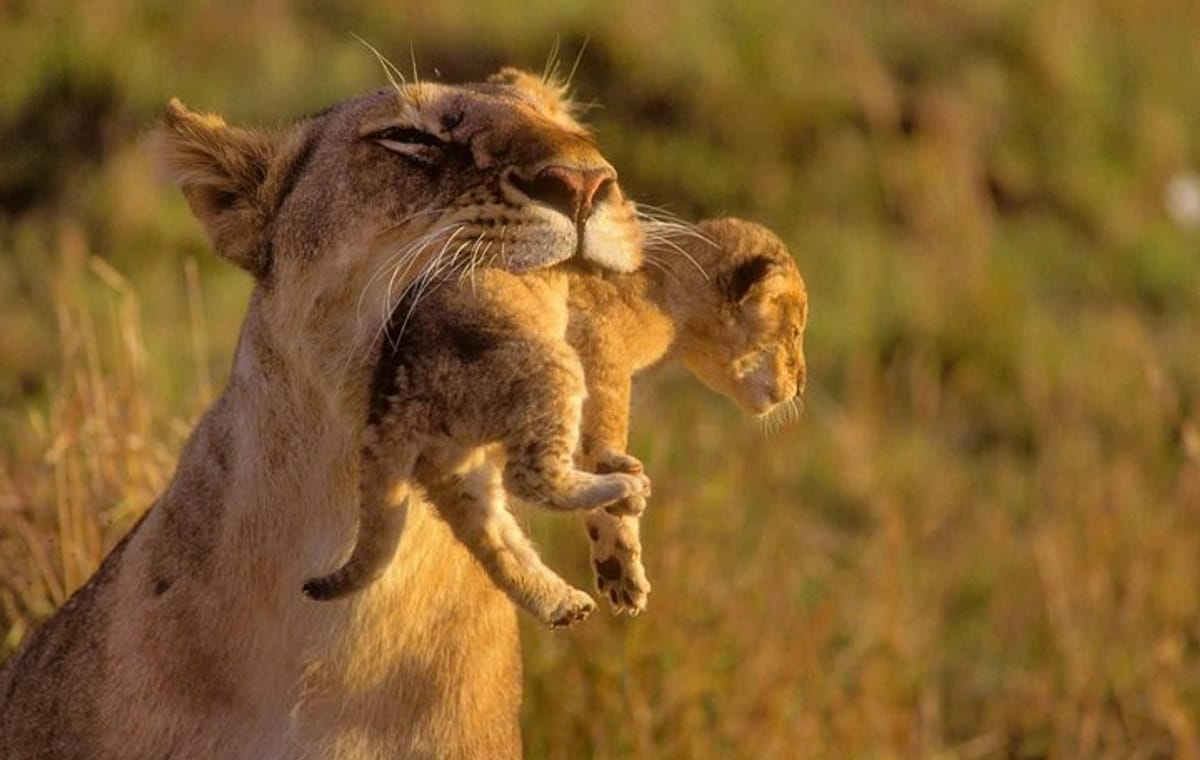 5Days Masai Mara Budget Tented Camping Safari