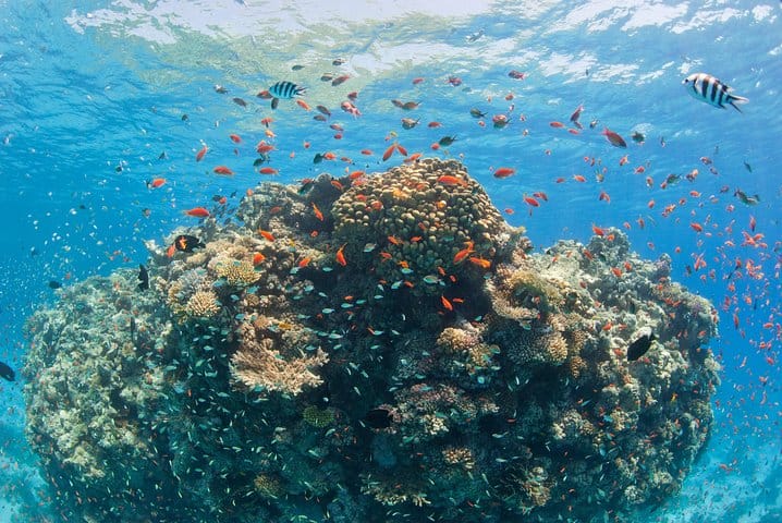 Marsa-Alam Snorkeling day trip Nefertari Cruise