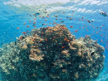 Snorkeling Adventure at Dolphin House in Hurghada, Egypt