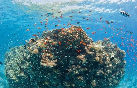 Snorkeling Adventure at Dolphin House in Hurghada, Egypt