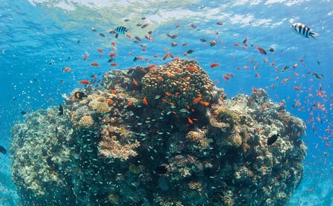 Snorkeling Adventure at Dolphin House in Hurghada, Egypt