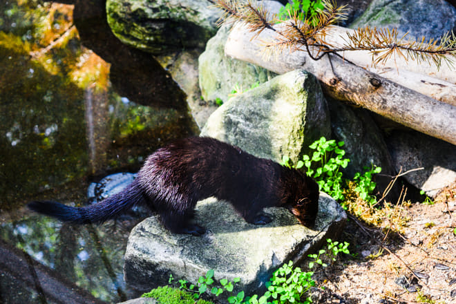 Visit to Ranua Arctic Wildlife Park - Rovaniemi 10
