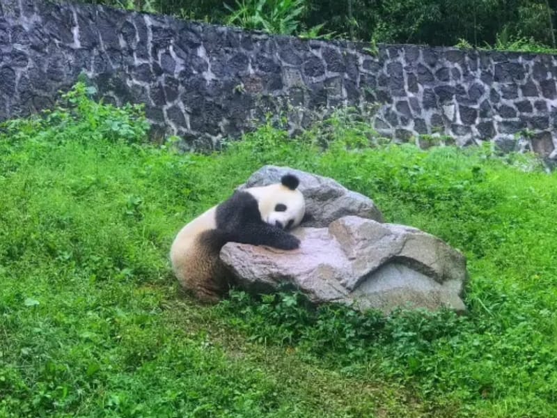 5-Day Chengdu, Leshan and Mount. Emei Tour