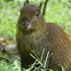 Aguti Curicancha wildlife tour
