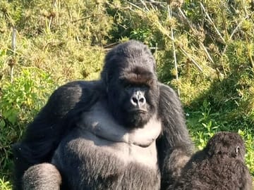 Gorilla Trekking Adventure in Mgahinga National Park, Uganda