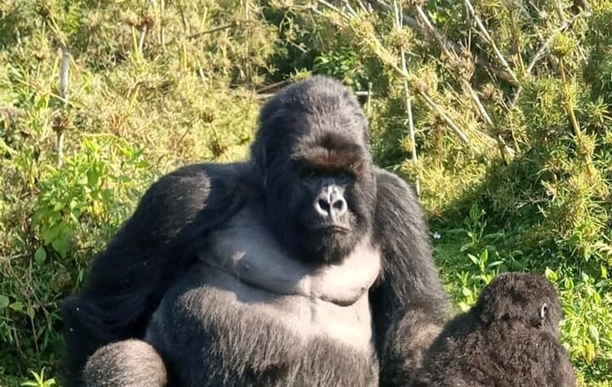 3 Day Mgahinga Mountain Gorilla Trek.