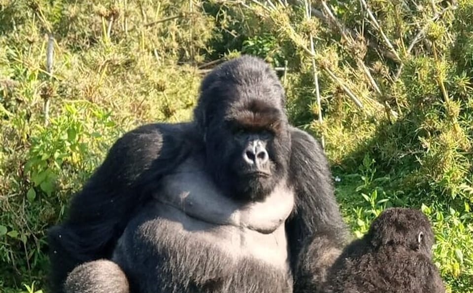 Gorilla Trekking Adventure in Mgahinga National Park, Uganda