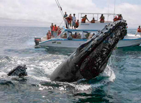Samana Tours (With Whales) Full Day Excursion! photo 4