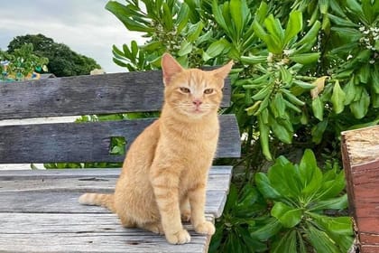 Khai Island From Phuket