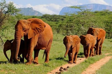 4days: Amboseli, Tsavo West & Tsavo East Wildlife Safari