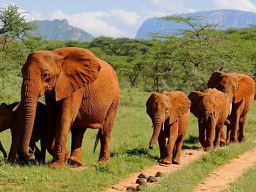 Red elephants