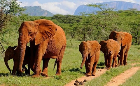 4-Day Wildlife Safari in Amboseli and Tsavo National Parks