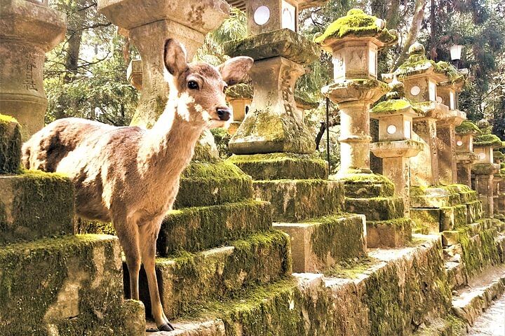 Discover Nara Park: A Day with Deer and Ancient Temples