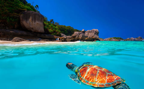 Snorkeling Tour at Surin Islands from Phuket