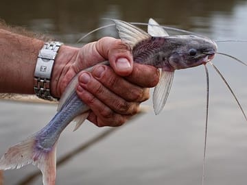 Cat fish