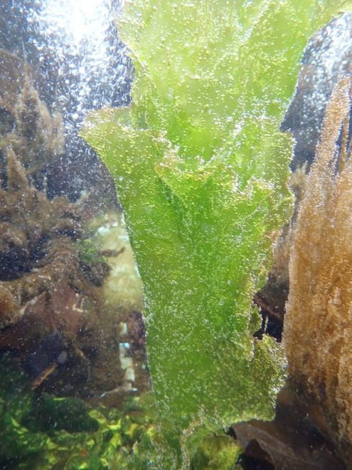 Abalone farm, coastal seaweed walk and tasting tour. Galway. Guided.  9