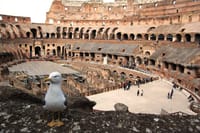 The Main symbol of Rome - Colosseum