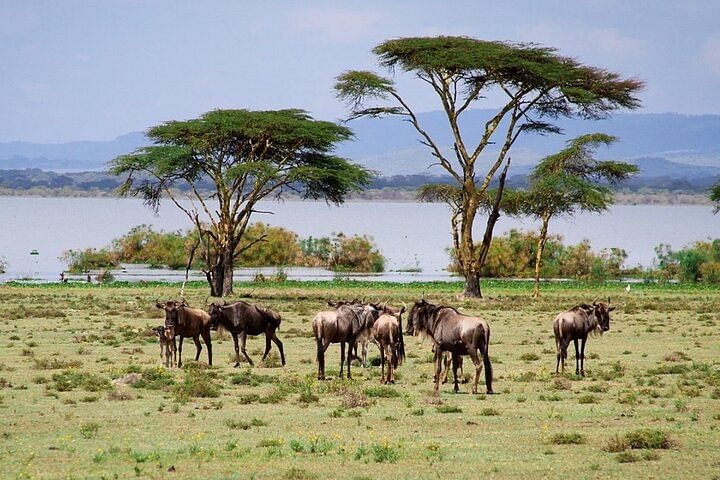 Crescent Island & Hell’s Gate Cycling Tour: Scenic Wildlife Adventure