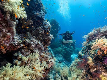 Dive into the vibrant marine life and stunning coral reefs of Marsa Alam