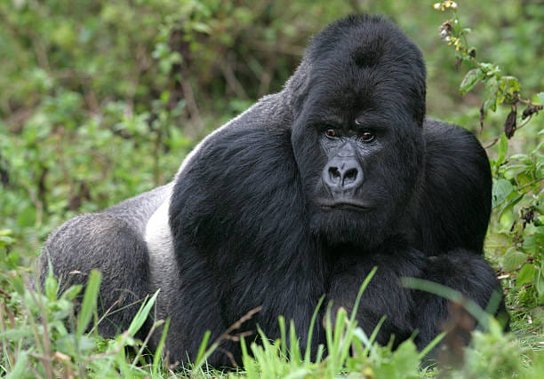Bwindi National Park- Gorilla