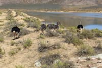 Ostriches