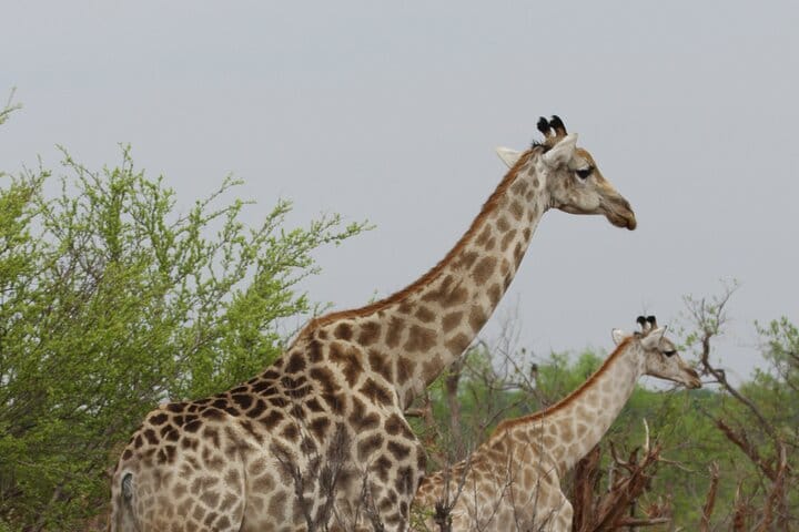 15 minutes scenic helicopter flight above Victoria Falls-Zimbabwe