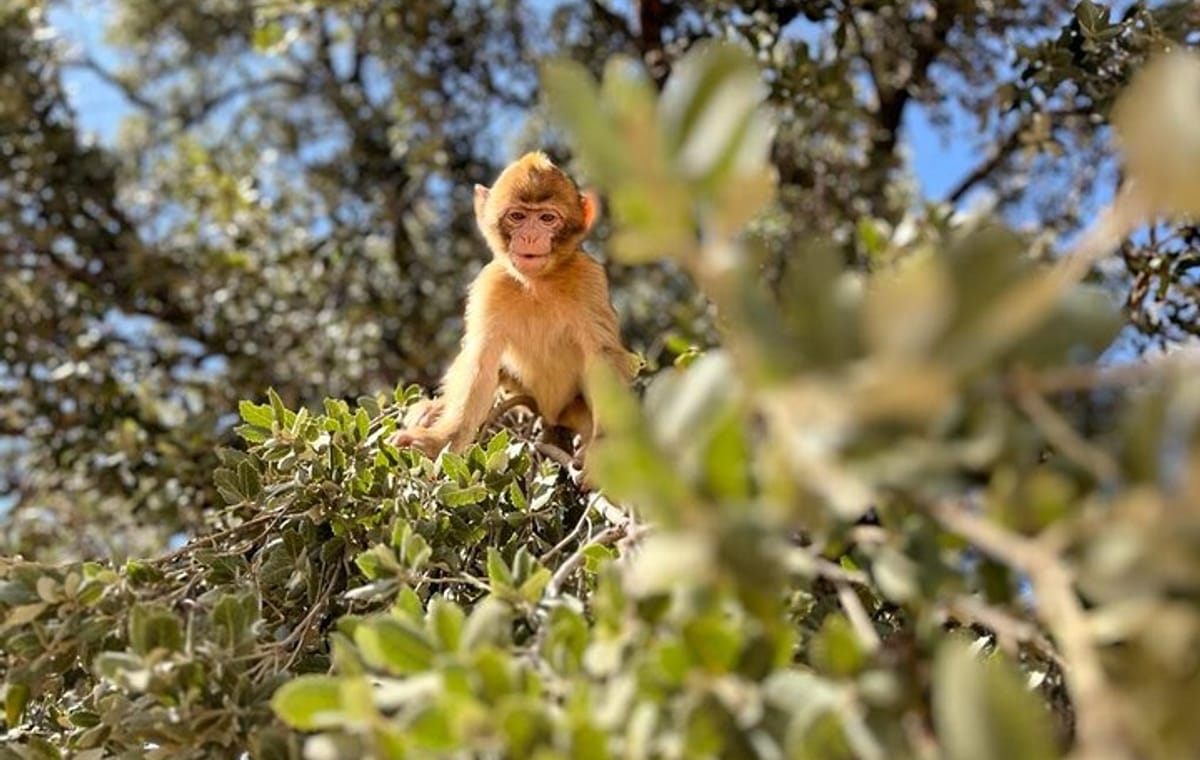 Fes to Middle Atlas Private Day Trip