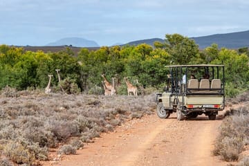 Big 5 Safari and Wine Tasting Tour from Cape Town