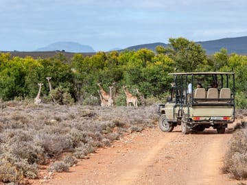 Big 5 Safari and Wine Tasting Tour from Cape Town