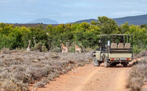 Big 5 Safari and Wine Tasting Tour from Cape Town