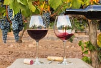 Private Full-Day Surf & Wine Tour at Casa del Bosque 7