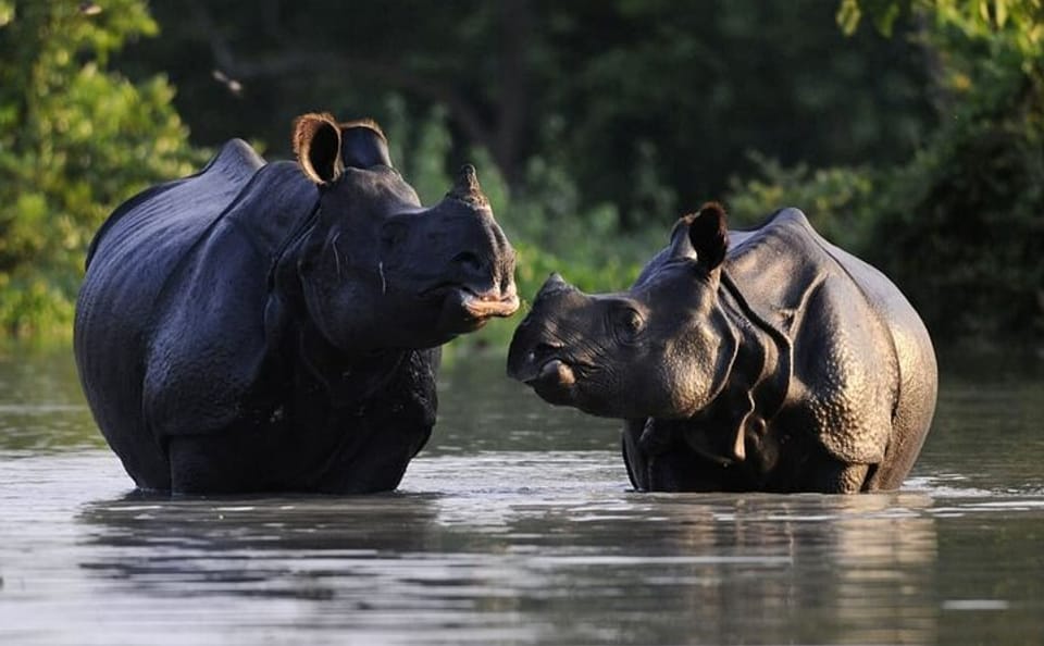 Guwahati and Kaziranga National Park 5-Day Tour