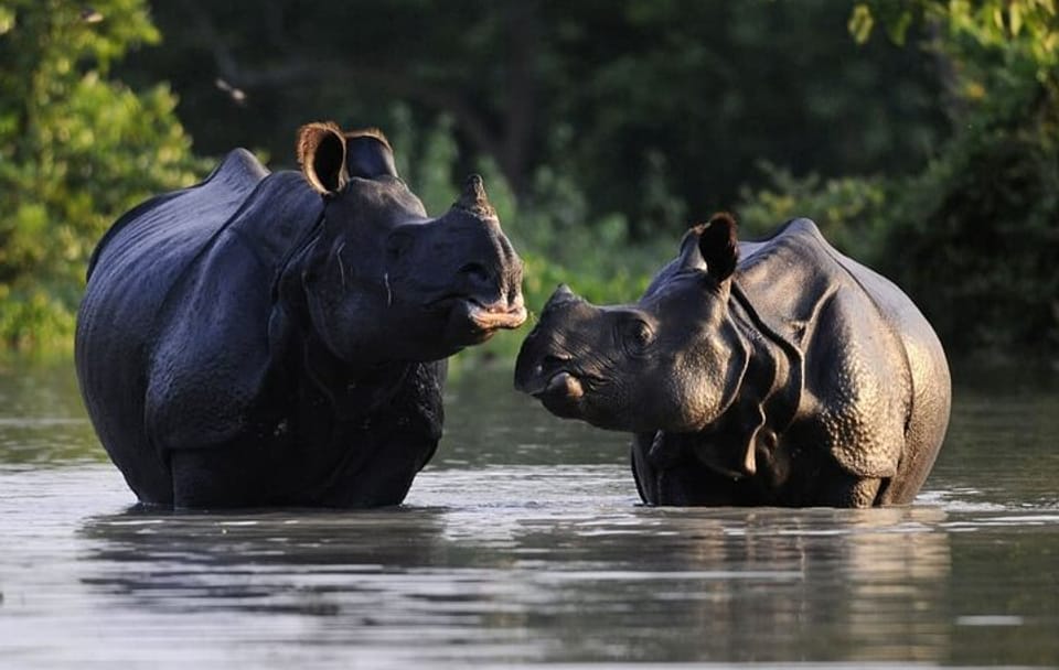 Guwahati and Kaziranga National Park 5-Day Tour